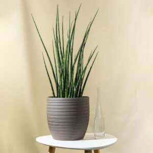 Sanseverija ‘Cylindrica’ – sobna biljka | Hortiqa