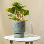 Aglaonema – sobna biljka | Hortiqa