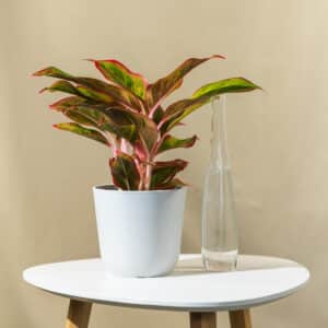 Aglaonema – sobna biljka | Hortiqa