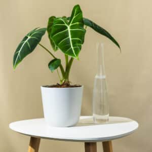 Alokasija – sobna biljka | Hortiqa