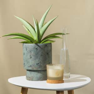 Svekrvin jezik – sobna biljka | Hortiqa