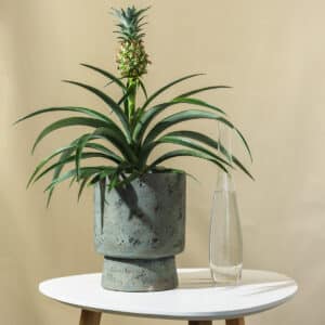 Ananas – sobna biljka | Hortiqa