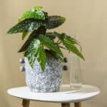 Begonija – sobna biljka | Hortiqa