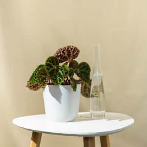 Begonija – sobna biljka | Hortiqa