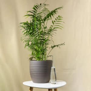 Sobna Palma – sobna biljka | Hortiqa