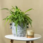 Zeleni Ljiljan/Spider plant – sobna biljka | Hortiqa
