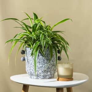 Zeleni Ljiljan/Spider plant – sobna biljka | Hortiqa