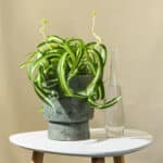 Zeleni Ljiljan/Spider Plant – sobna biljka | Hortiqa