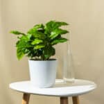 Biljka Kave – sobna biljka | Hortiqa