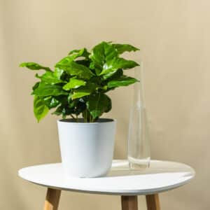 Biljka Kave – sobna biljka | Hortiqa