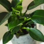 Filodendron – sobna biljka | Hortiqa