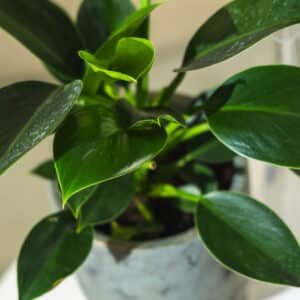 Filodendron – sobna biljka | Hortiqa