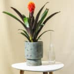 Guzmanija – sobna biljka | Hortiqa