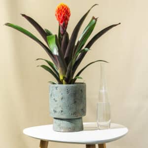 Guzmanija – sobna biljka | Hortiqa