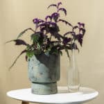 Ginura – sobna biljka | Hortiqa