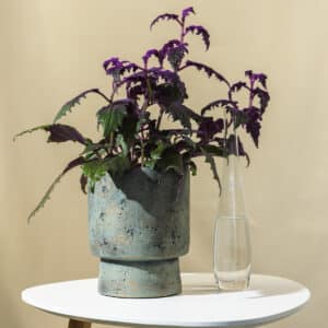 Ginura – sobna biljka | Hortiqa