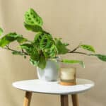 Maranta – sobna biljka | Hortiqa