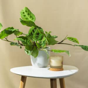 Maranta – sobna biljka | Hortiqa