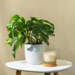 Monstera – sobna biljka | Hortiqa