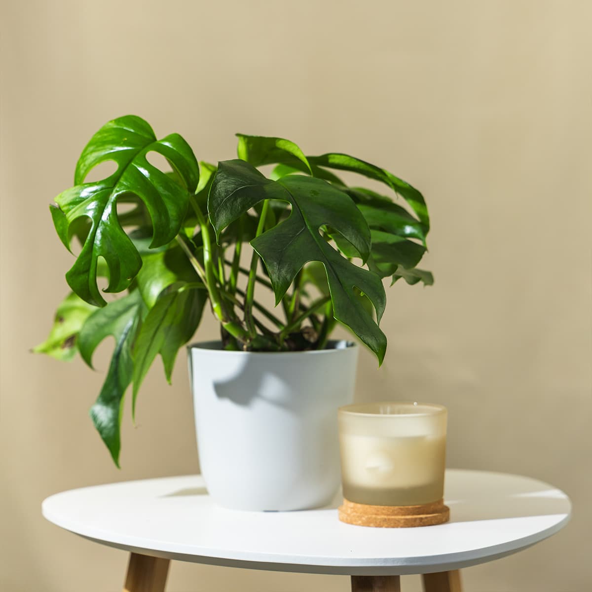 Monstera  Monstera 'Minima' - hortiqa