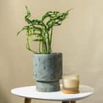 Monstera – sobna biljka | Hortiqa