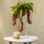 Tropski Vrčevac – sobna biljka | Hortiqa
