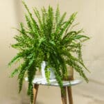 Paprat – sobna biljka | Hortiqa