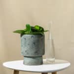 Baby Gumijevac – sobna biljka | Hortiqa