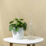 Pilea / Kineski Dolar – sobna biljka | Hortiqa