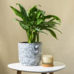 Aglaonema – sobna biljka | Hortiqa