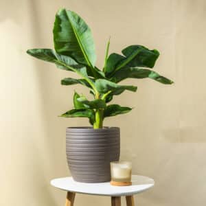 Sobna banana – sobna biljka | Hortiqa