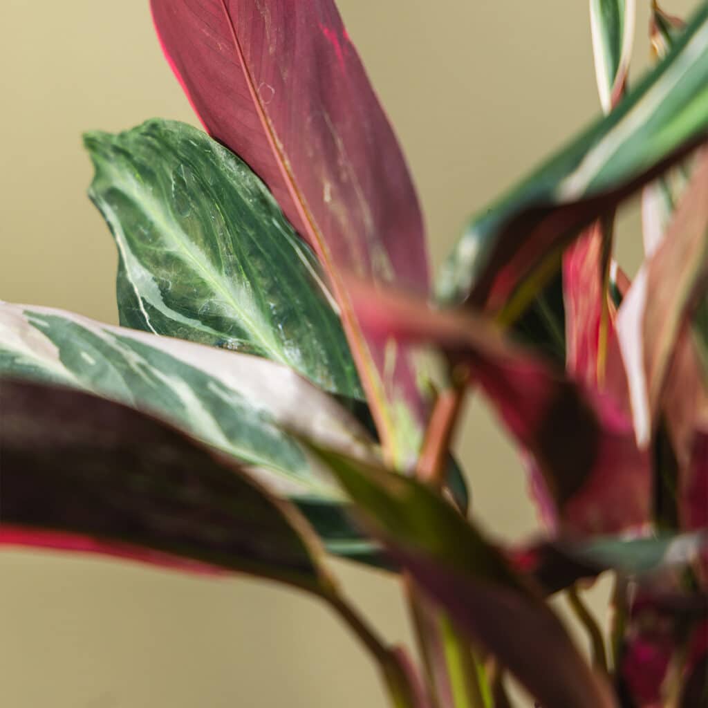 elefantenohr pflanze arten Kaufen Sie jetzt Zimmerpflanze Elefantenohr Alocasia odora main image 1