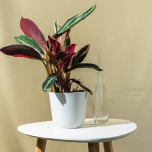 Kalateja – sobna biljka | Hortiqa