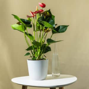 Anturij – sobna biljka | Hortiqa