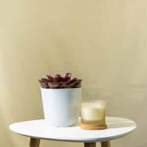 Eševerija – sobna biljka | Hortiqa