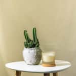 Kaktus – sobna biljka | Hortiqa