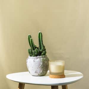 Kaktus – sobna biljka | Hortiqa