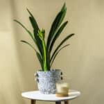 Klivija – sobna biljka | Hortiqa