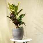 Kroton – sobna biljka | Hortiqa