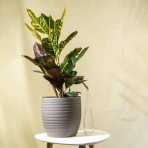 Kroton – sobna biljka | Hortiqa