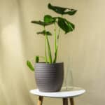 Monstera – sobna biljka | Hortiqa