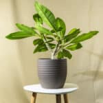 Plumerija – sobna biljka | Hortiqa