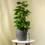 Potos – sobna biljka | Hortiqa