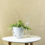 Puzavi fikus – sobna biljka | Hortiqa