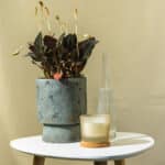 Ludisija – sobna biljka | Hortiqa