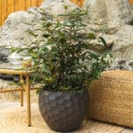 Udika – vrtna biljka | Hortiqa