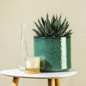 Kraljevska agava – sobna biljka | Hortiqa