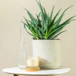Aloe – sobna biljka | Hortiqa