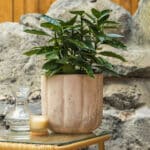 Pjegavi lovor – vrtna biljka | Hortiqa