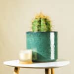 Zlatni kaktus – sobna biljka | Hortiqa